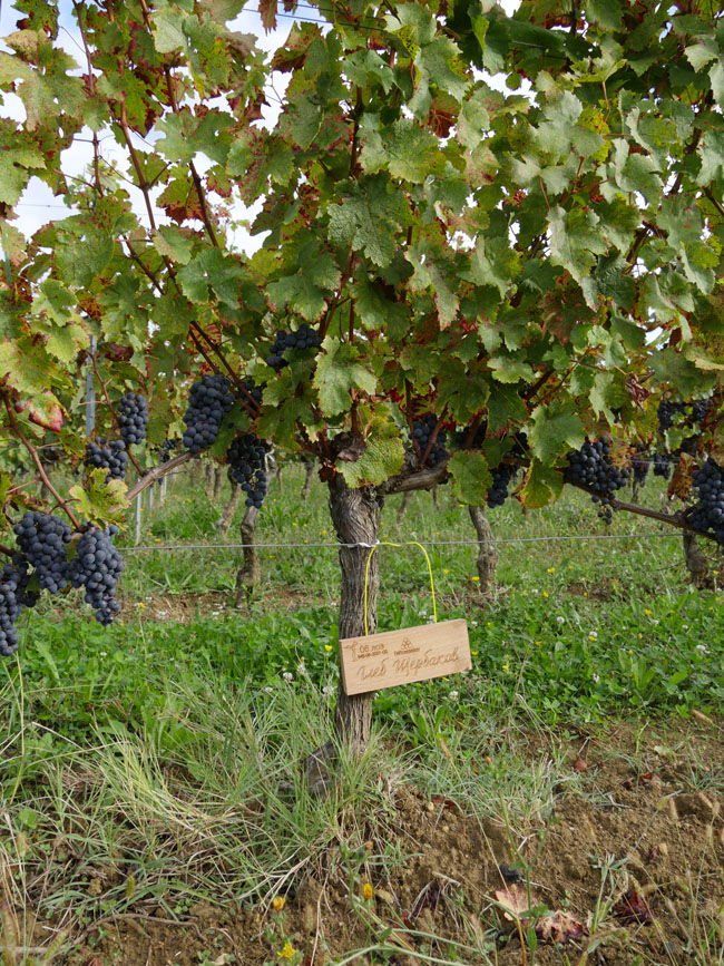 Виноградник на урожай